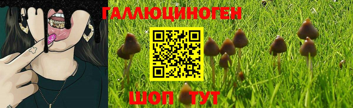Химки  Псилоцибиновые грибы Psilocybine cubensis  купить наркоту  Вход с VPN 